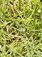 Santoline petit-cypres - Santolina chamaecyparissus (en Corse) (04) (Photo F. Mrugala)